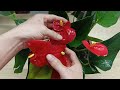 A few slices of onion will make ANTHURIUM flower and grow like crazy