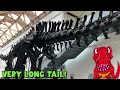 Discover the Secrets of the Diplodocus at Coventry Museum | Rawrsome | Dippy The Dinosaur