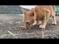 KUCING JALANAN SEDANG MENYUSUI ANAK ANAKNYA‼️