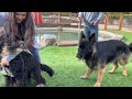 How to STOP crazy BARKING with German Shepherd - No Treats, No Ecollars, No Prong Collars.