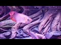 The Oldest Jardini Arowana Fish | Top Asian Arowana In The Wild