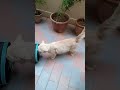 Mashaallah Leo or pudding ki walk #cat#cute#like#,or subscribe kare