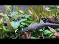 75 gallon planted tetra aquarium