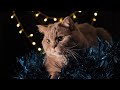Christmas Cats, Holiday Kittens, Festive Felines 🎄🎀 Merry Kitties Relaxing to Yuletide Music ASMR 🎁🐱