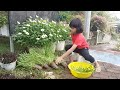 Raised bed sayur kangkung diubah menjadi permadani tanaman hias berbunga