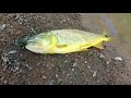 Pesca De Dorados - Rio Del Valle - Salta Argentina 🎣🤩🔥 Baitcasting