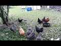 chickens swarm me for apples
