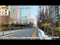 Forsythia flowers in Gasan-dong, Geumcheon-gu, Seoul, Korea  l 서울시 금천ㅣForsythia flowersㅣ개나리 꽃ㅣASMR