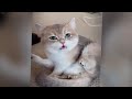 🤣 Funniest Cats 😂 Best Funniest Catss Video 2024 🐈❤️