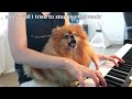 I Taught My Dog To Play The Piano | Pomeranian Learning How To Play The Piano