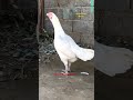 Hen Clucking Sounds | Chicken Sounds | Hen Murgi Sounds | Murgi ki awaaz  #shorts Unique Pets World