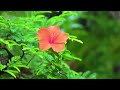 Healing Harmony: Music for the Heart and Blood Vessels 🌿 Relaxing music for stress relief #3