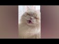 Funny Animal 2023 😂 Funniest Cats and Dogs 😺🐶 Part 30