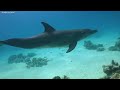 The Ocean 4K - The Best 4K Sea Animals for Relaxation - Underwater Wonders - Relaxing Music