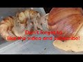 Can Giant African land snails be kept in plastic tubs?