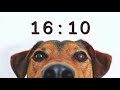 30 Minute Timer for School and Homework - Dog Bark Alarm Sound