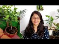 🔴7 TIPS TO GROW MOGRA PLANT, JASMINE PLANT/ HOW TO CARE MOGRA मोगरा #garden #jasmineplant #mogra