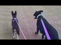 Walking Two Dogs At Once |  84 Degrees Maybe A Rainy Day |