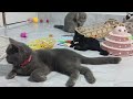 Funniest Dogs And Cats Videos 2024🤔You Laugh You Lose🐶