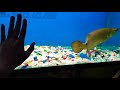 World's Biggest Golden Pearl Arowana (world's big arowana)