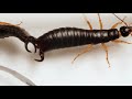 What Do Earwigs Do With Those Pincers Anyway? | Deep Look