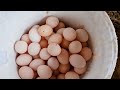 Harvesting Chicken Eggs - Take care of laying Hens and Harvest eggs every day