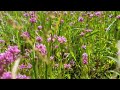 Harewood plains wildflowers    Wanders