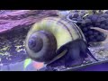 Snails in a Tank