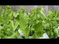 Aquaponic Tilapia Fish Pond Celery - The Perfect Home For Your Fish!