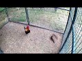 Red Jungle Fowl Hybrid Pair | Khub Qaib Qus Txuam Tsoov