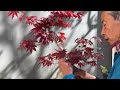 How to Work on Japanese Maple Bonsai with Big or Small Leaves