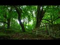 Relax with nature | beech forest ambience | a relaxing morning with 5 hours of natures music