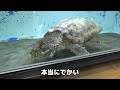 爬虫類館で展示されている