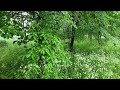 The sound of rain and insects in the forest makes you fall asleep just by hearing it ASMR