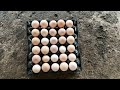 How To Raise 1500 Chickens For Eggs - Egg Collection