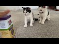 Kittens Try CATNIP for the First Time! (Funny Reaction)😹