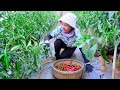Harvesting Horn Peppers & Goes to Market Sell - Plant bananas around the house, Cooking | Tieu Lien