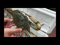 INSANE CATCH GIANT BLUE CRABS during HIGH TIDE | CATCH, CLEAN, & COOK