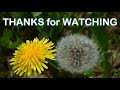 Time Lapse | Dandelions Blooming Time Lapse