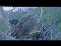 White-tailed eagles | Eagles Dad brings more food during breakfast | June 12, 2024