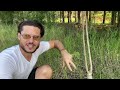 How to Keep Moringa Trees Bushy | Drumstick Tree