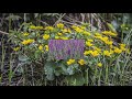 How to Grow The Best Perennials 🌸🌸🌸 Mini Course on Growing Perennials