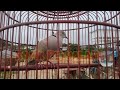 suara burung puter gacor,merangsang burung puter lokal ikut gacor