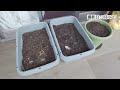 スナップエンドウの種まき(春まき)　プランター栽培