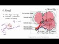 [Higher volume] ATI TEAS Science Review  Respiratory system Part 1