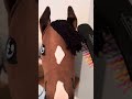 BARN VLOG with the hobbyhorses!!! ✨🥕🐴| Ocean HH