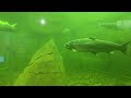 Rare Underwater Sturgeon Footage