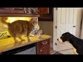 Playful Great Dane & cat have fun crunching  cat treats