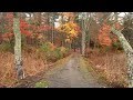 Rainy Autumn Forest Walk | Binaural Audio (Rain and Nature Sounds), Relax