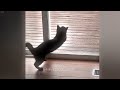 Funniest Cats 🤣😍 Funny Animal Videos 2024 😹